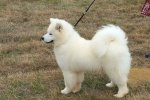 Meilleur Puppy Chaptelat-1 2025